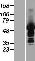 ls054440 sash3 human over expression lysates nm 018990 wb testing 1