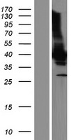 ls054456 mov10l1 human over expression lysates nm 001164106 wb testing 2