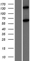 ls054456 mov10l1 human over expression lysates nm 018995 wb testing 1