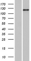 ANKIB1 Human Over-expression Lysates NM_019004