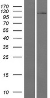 ls054468 mios human over expression lysates nm 019005 wb testing 1