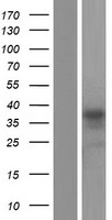 ls054470 armcx6 human over expression lysates nm 001184768 wb testing 3