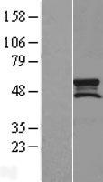 ls054471 smcr7l mief1 human over expression lysates nm 019008 wb testing 1
