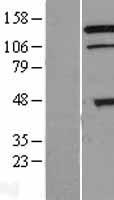 TRIAD3 (RNF216) Human Over-expression Lysates NM_207116