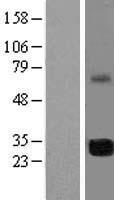 ls054478 pimreg human over expression lysates nm 019013 wb testing 1