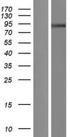 CSGLCAT (CHPF2) Human Over-expression Lysates NM_019015