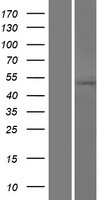 TMX3 Human Over-expression Lysates NM_019022
