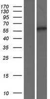 SMOX Human Over-expression Lysates NM_175839