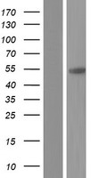 CPVL Human Over-expression Lysates NM_019029