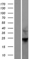 RHOF Human Over-expression Lysates NM_019034