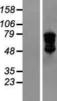 DDX4 Human Over-expression Lysates NM_001136034