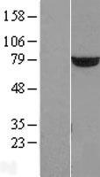 PUS7 Human Over-expression Lysates NM_019042