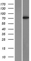 RIAM (APBB1IP) Human Over-expression Lysates NM_019043