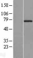 CCDC93 Human Over-expression Lysates NM_019044