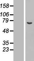 ASNSD1 Human Over-expression Lysates NM_019048