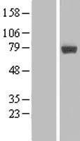 MIER2 Human Over-expression Lysates NM_017550