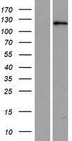 USP53 Human Over-expression Lysates NM_019050
