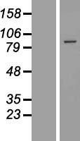 EXOC6 Human Over-expression Lysates NM_019053