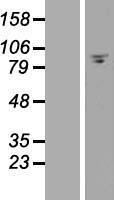 ls054537 fam35a human over expression lysates nm 019054 wb testing 1