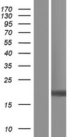 NDUFB11 Human Over-expression Lysates NM_001135998
