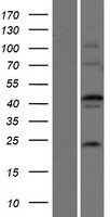 EFCBP2 (NECAB2) Human Over-expression Lysates NM_019065