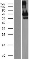 GNL3L Human Over-expression Lysates NM_019067