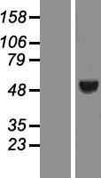 ING3 Human Over-expression Lysates NM_019071