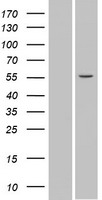 ls054558 spata6 human over expression lysates nm 019073 wb testing 1