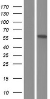 EHM2 (EPB41L4B) Human Over-expression Lysates NM_018424