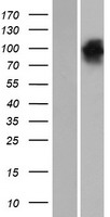 EHM2 (EPB41L4B) Human Over-expression Lysates NM_019114