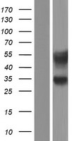 ls054586 afaf eqtn human over expression lysates nm 020641 wb testing 1