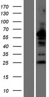 NDFIP2 Human Over-expression Lysates NM_019080