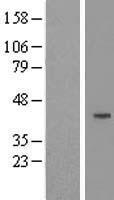 Cyclin J (CCNJ) Human Over-expression Lysates NM_019084