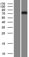 ls054620 fbxl19 human over expression lysates nm 001099784 wb testing 1