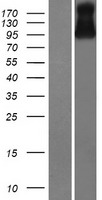 VSIG10 Human Over-expression Lysates NM_019086