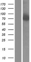 PAF1 Human Over-expression Lysates NM_019088