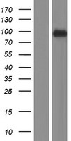 RSBN1 Human Over-expression Lysates NM_018364