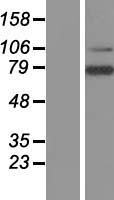 ls054674 lrrn3 human over expression lysates nm 018334 wb testing 3