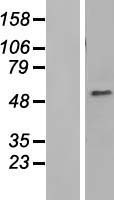 C1orf181 (ZNHIT6) Human Over-expression Lysates NM_017953