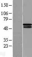 ls054681 phd4 p4htm human over expression lysates nm 177939 wb testing 1