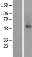 MANSC1 Human Over-expression Lysates NM_018050