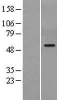 ls054704 pdp1 human over expression lysates nm 018444 wb testing 2