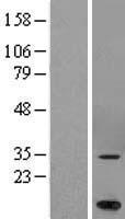 ls054708 marchf5 human over expression lysates nm 017824 wb testing 1