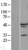 ls054715 rbfox1 human over expression lysates nm 018723 wb testing 3