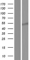 ls054715 rbfox1 human over expression lysates nm 145891 wb testing 1