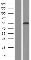 ls054715 rbfox1 human over expression lysates nm 145892 wb testing 6