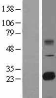 ls054732 tmed9 human over expression lysates nm 017510 wb testing 1