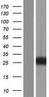 RAB39 (RAB39A) Human Over-expression Lysates NM_017516