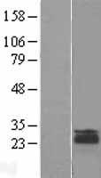 ls054741 leprot human over expression lysates nm 017526 wb testing 1
