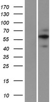 FA20A (FAM20A) Human Over-expression Lysates NM_017565